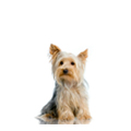 Small Dog Breeds